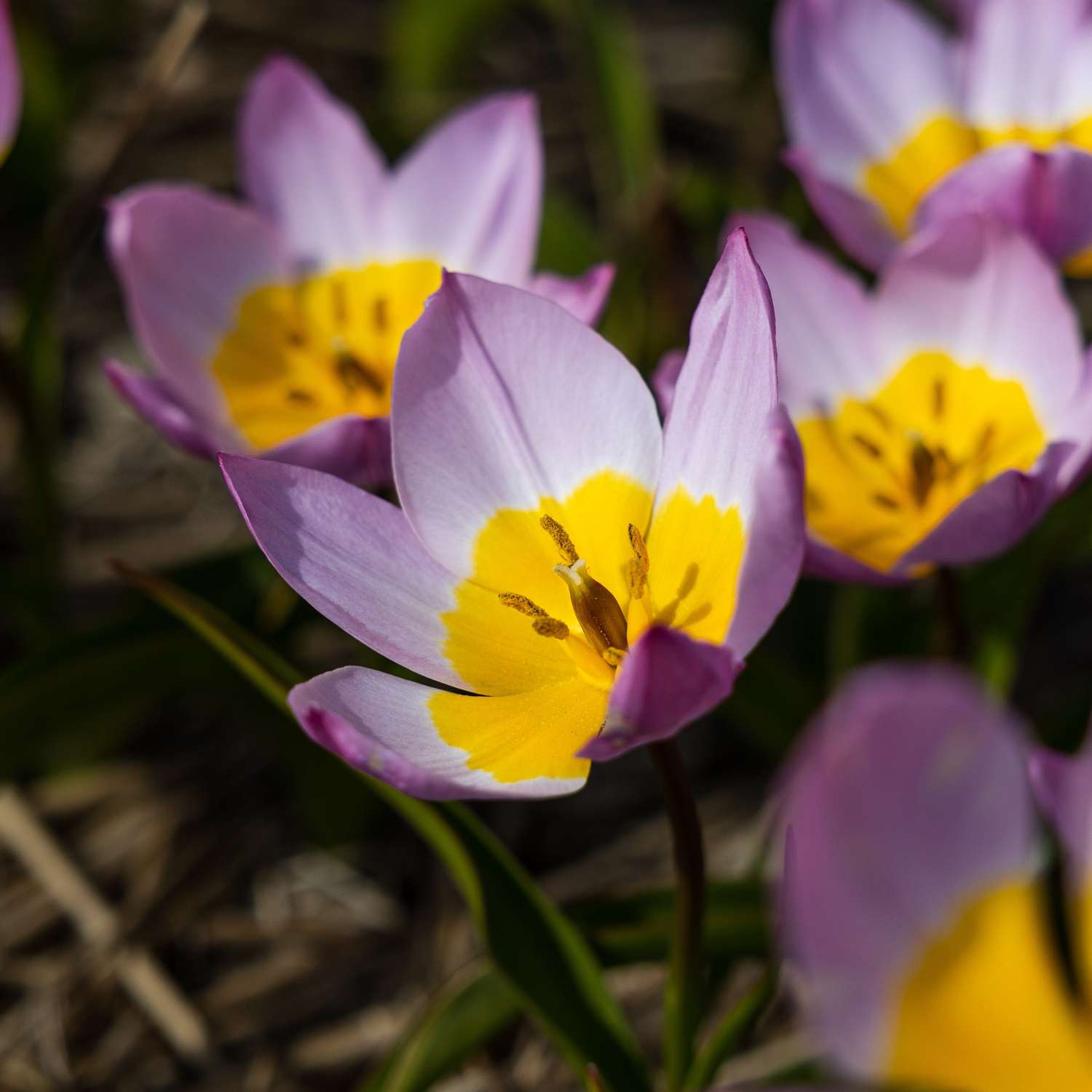 Botaaninen tulppaani 'Saxatilis' / 'Lilac Wonder'